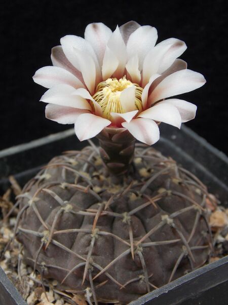 Gymnocalycium quehlianum