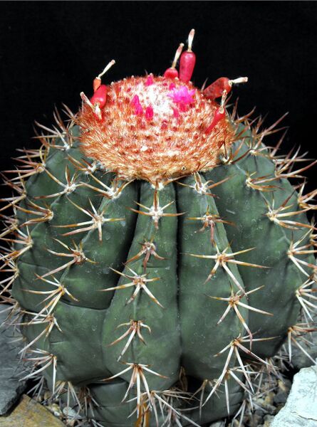 Fájl:Melocactus salvadorensis-000.jpg