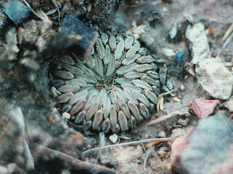 Fájl:Pozsgáslap 004-002.jpg