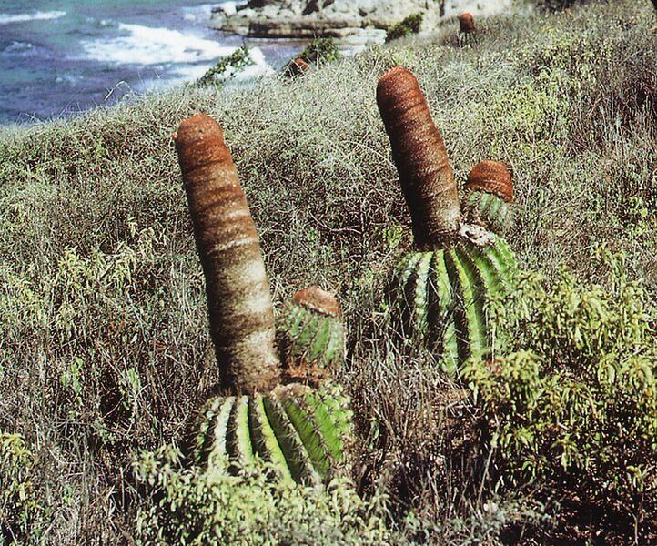 Fájl:Pozsgáslap 076-001.jpg