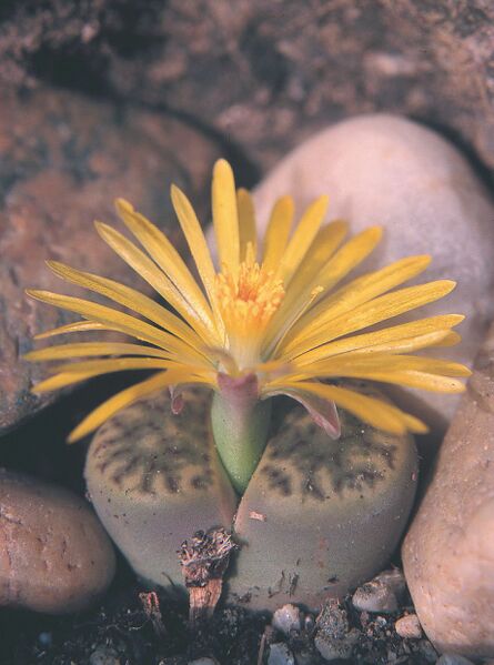 Fájl:Pozsgáslap 088-000.jpg