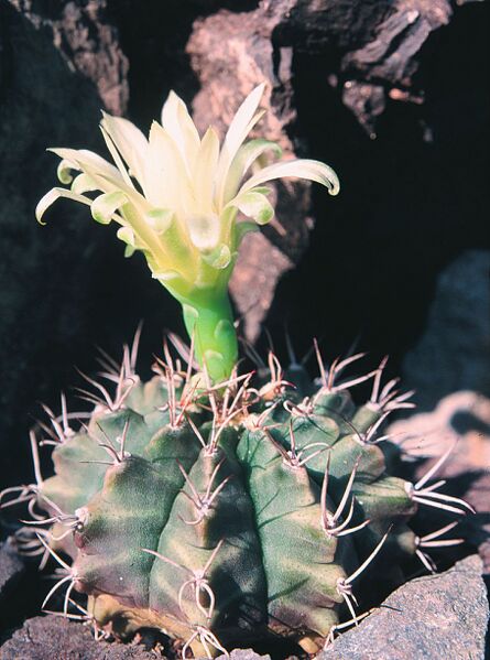 Fájl:Pozsgáslap 092-000.jpg