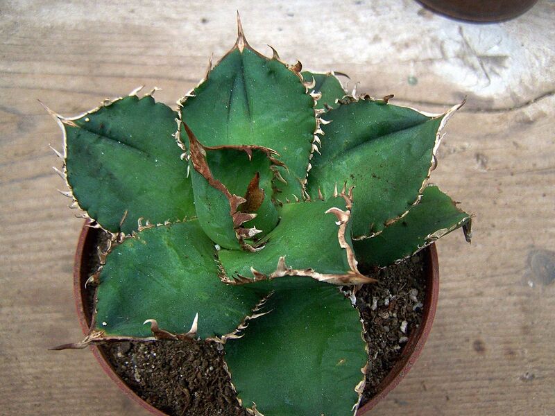 Fájl:Agave titanota.Dósa 01.jpg