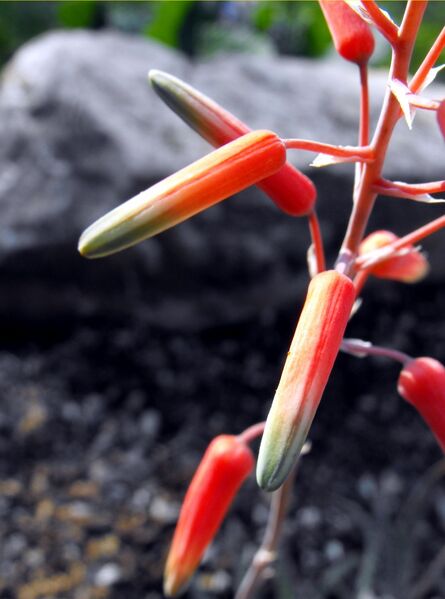 Fájl:Aloë rauhii-003.jpg