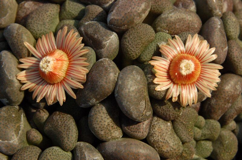Fájl:Aloinopsis schooneesii.PL 02.jpg