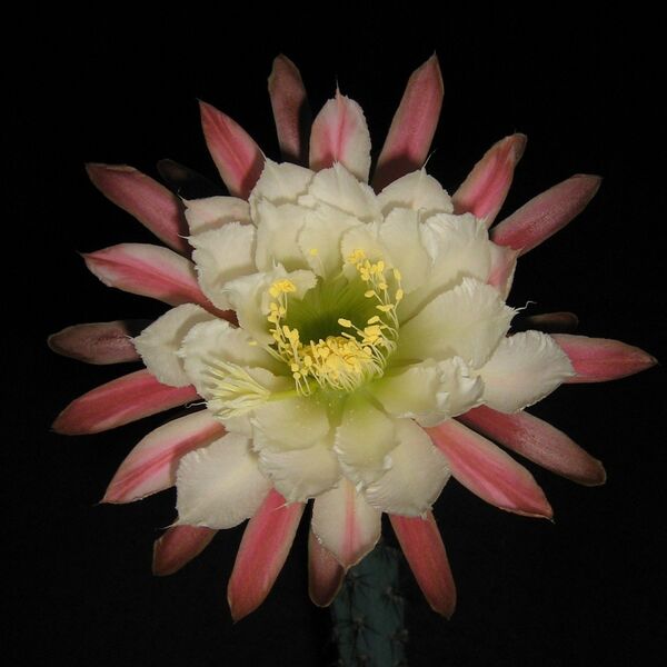 Fájl:Cereus aethiops-002.jpg