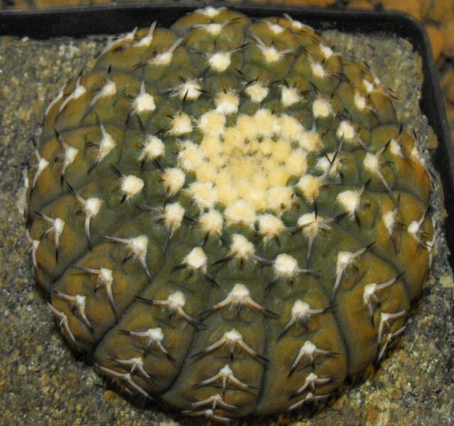 Fájl:Gymnocalycium bodenbenderianum platygonum-002.jpg