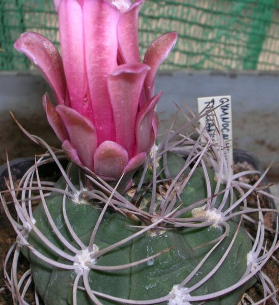 Fájl:Gymnocalycium oenanthemum tillianum-002.jpg