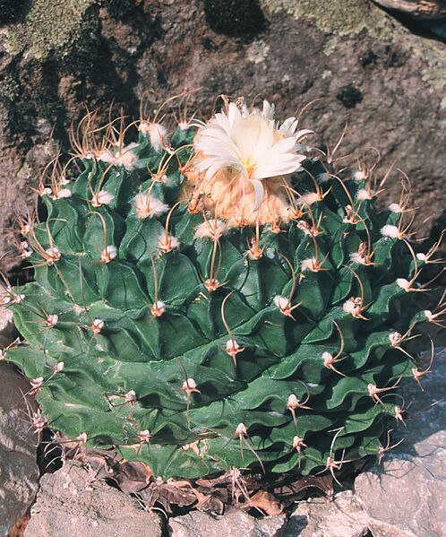 Fájl:Pozsgáslap 074-001.jpg