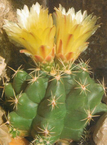 Fájl:Pozsgaslap Thelocactus leucacanthus-001.jpg