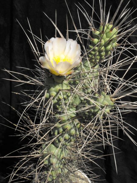Fájl:Tephrocactus aoracanthus-1.jpg