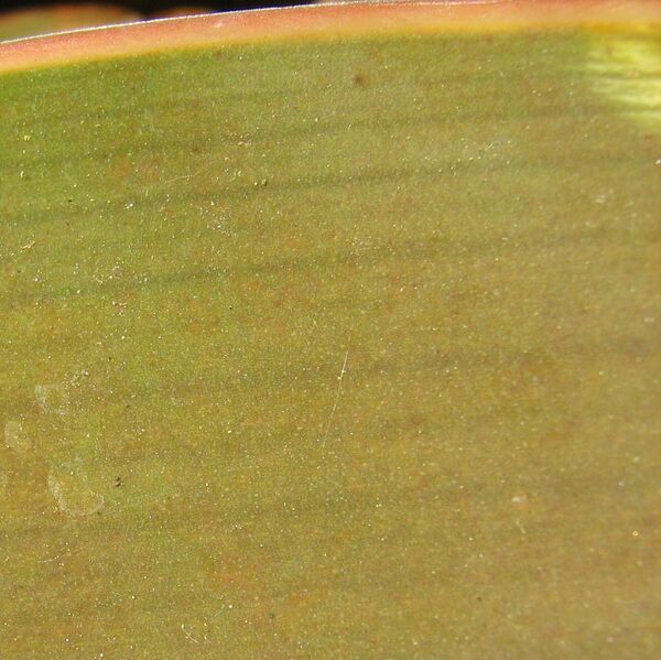 Fájl:Aloe striata-002.jpg