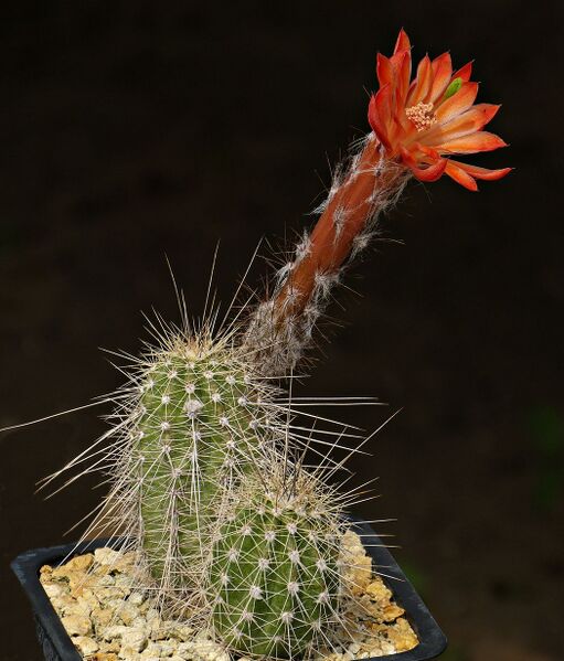 Fájl:Echinocereus acifer MH55.SzJ-01.jpg