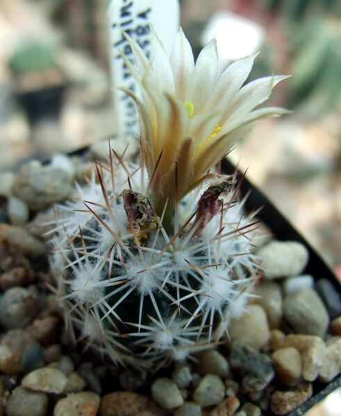 Fájl:Escobaria robbinsorum-001.jpg