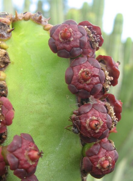 Fájl:Euphorbi canariensis 01-002.jpg