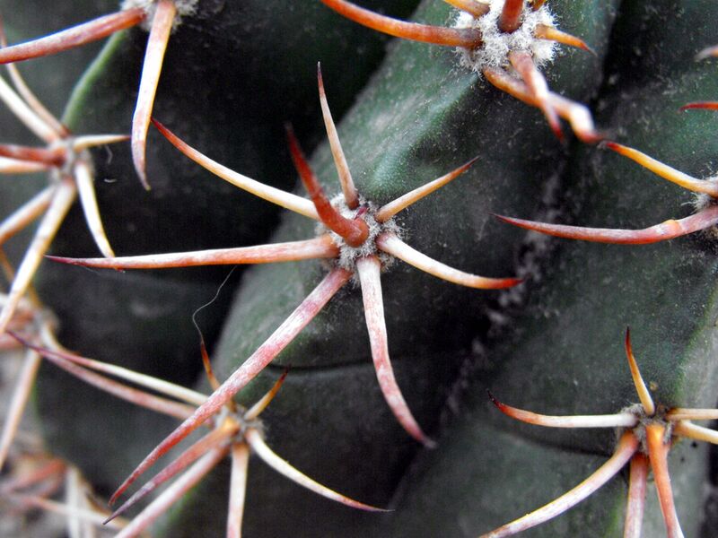 Fájl:Melocactus salvadorensis-002.jpg