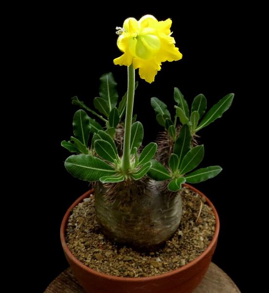 Fájl:Pachypodium horombense-000.jpg