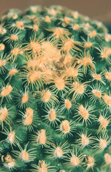 Fájl:Pozsgáslap 012-002.jpg