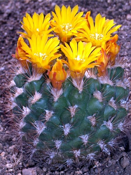 Fájl:Rebutia neocumingii neocumingii-1.jpg
