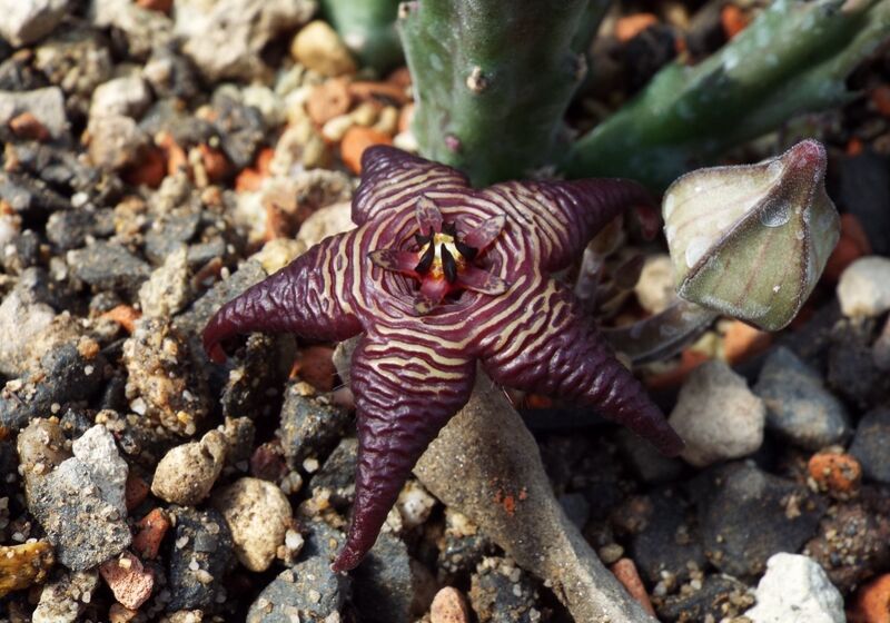 Fájl:Stapelia cedrimontana-2.jpg