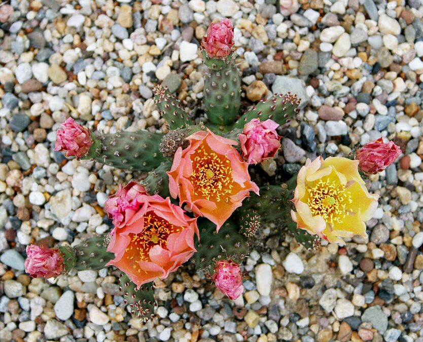 Opuntia fragilis 'Frankfurt'
