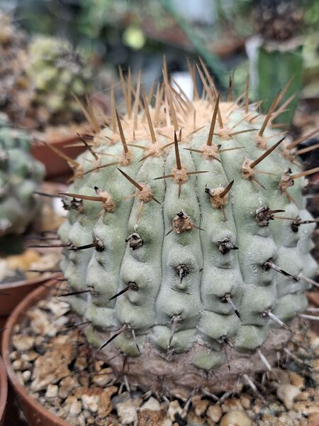 Fájl:Copiapoa cinerea subsp. columna-alba.HL 05.jpg