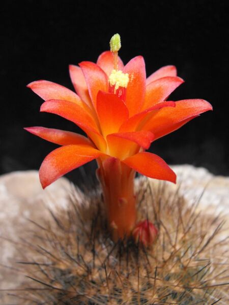 Fájl:Matucana haynei herzogiana-001.jpg