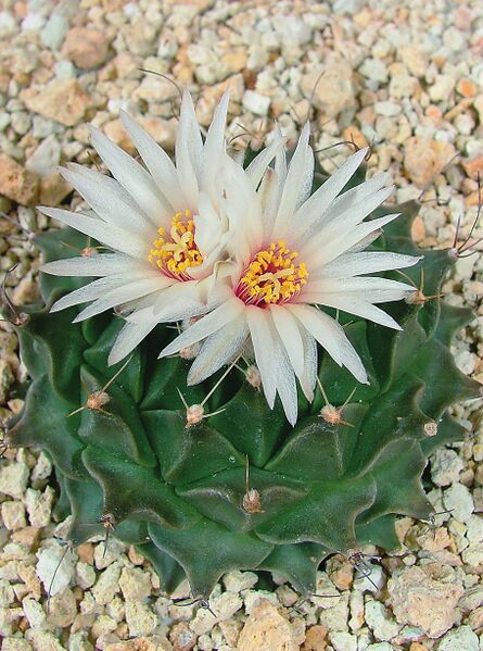 Fájl:Pozsgáslap 074-000.jpg