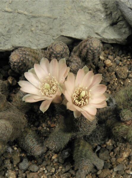 Fájl:Rebutia pygmaea rosalbiflora-0.jpg
