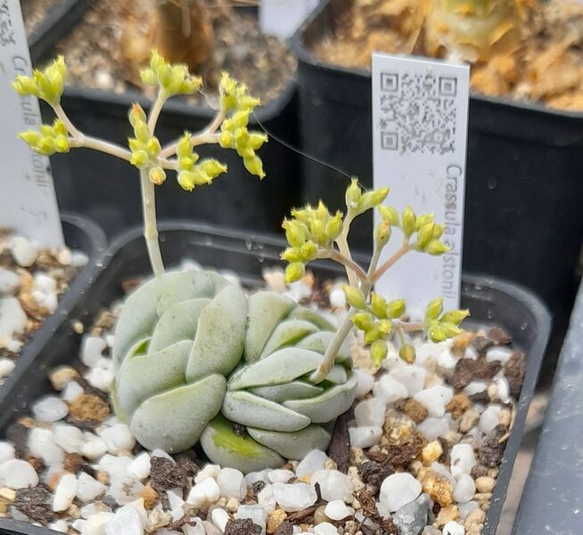 Fájl:Crassula alstonii.JCs 01.jpg