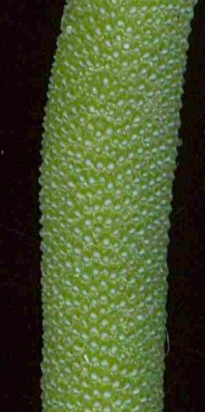 Fájl:Delosperma cooperi-002.jpg