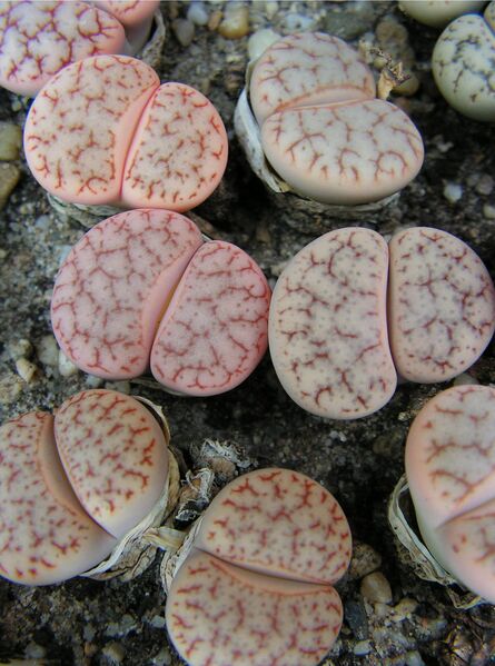 Fájl:Lithops gracilidelineata-000.jpg