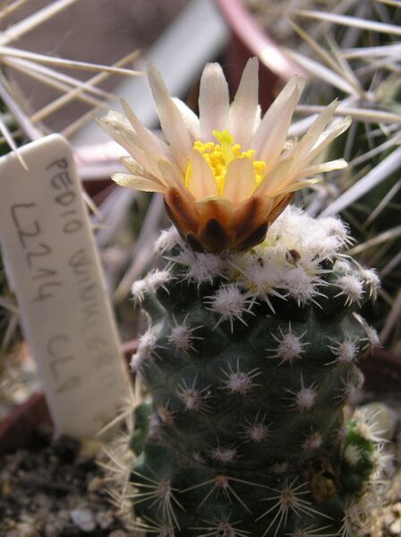 Fájl:Pediocactus bradyi subsp. winkleri-000.jpg