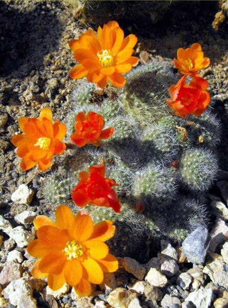 Fájl:Rebutia pulvinosa pulvinosa-0.jpg