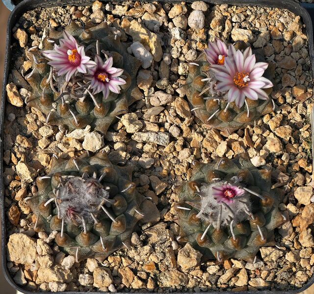 Fájl:Turbinicarpus boedekerianus GM1512.SzJ 02.jpg