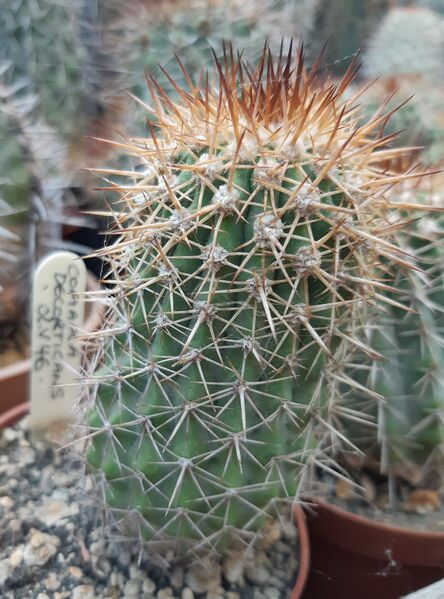 Fájl:Copiapoa decorticans.HL 02.jpg