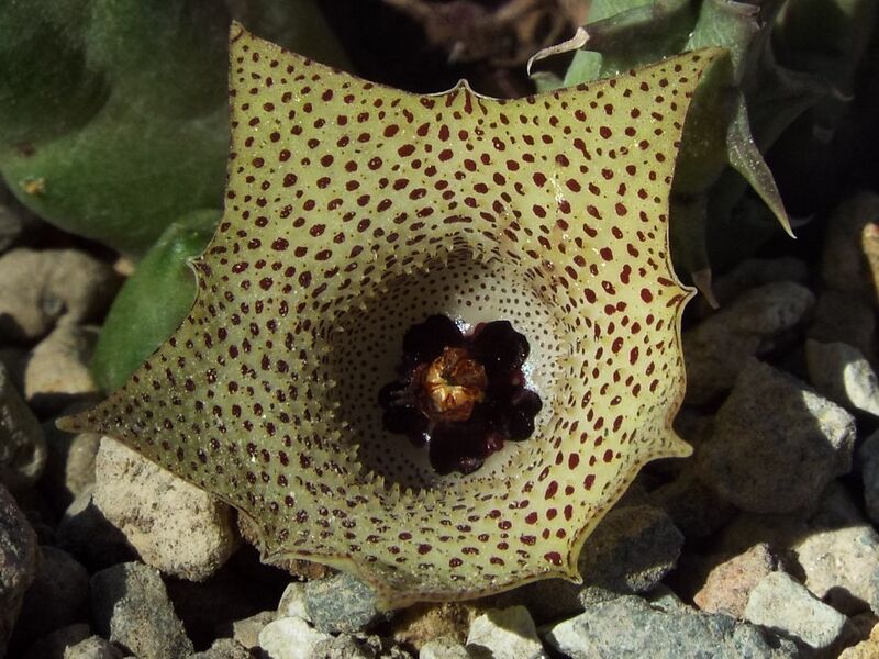 Fájl:Huernia yemenensis-001.jpg