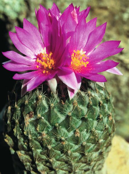 Fájl:Pozsgáslap 007-000.jpg