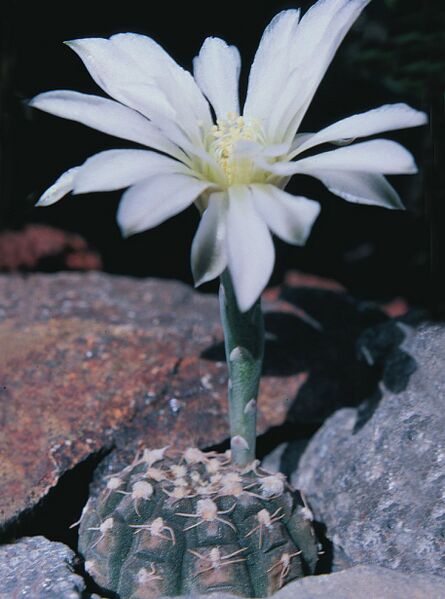 Fájl:Pozsgáslap 027-000 (1).jpg