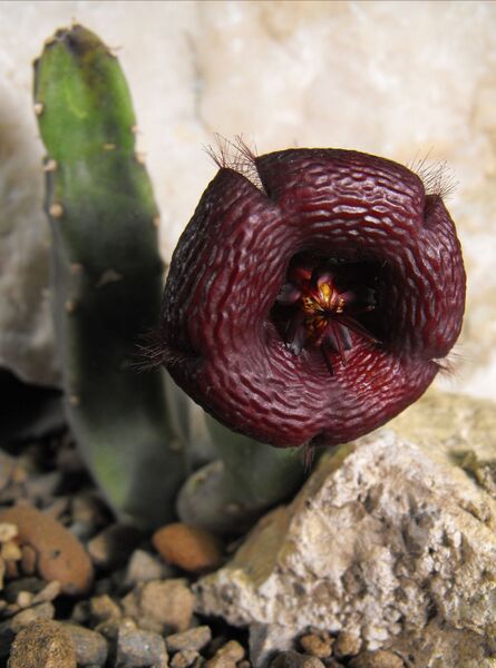 Fájl:Stapelia engleriana-0.jpg