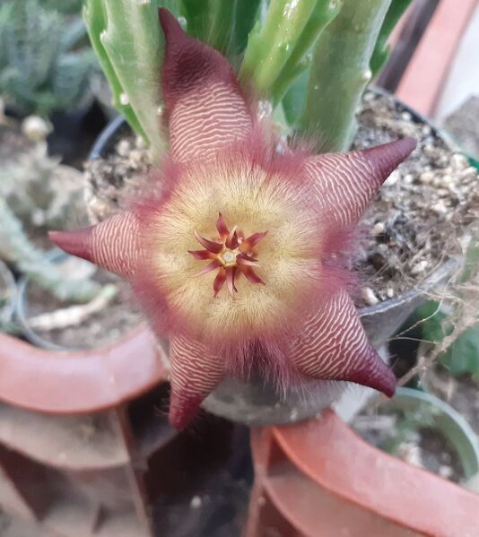 Fájl:Stapelia hirsuta.Budai 01.jpg