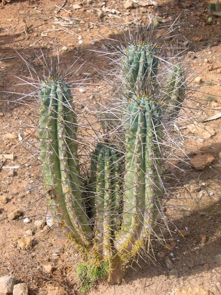 Fájl:Stetsonia coryne-1.jpg