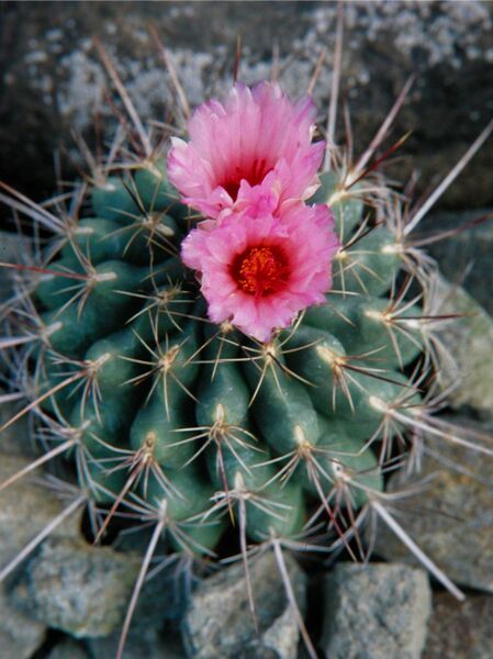 Fájl:Thelocactus buekii-0.jpg