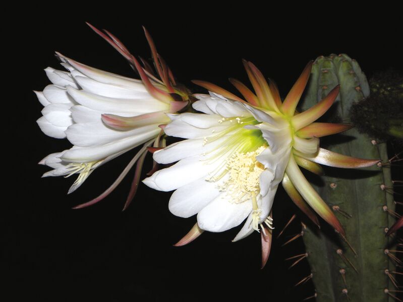 Fájl:Trichocereus pachanoi 02-1.jpg