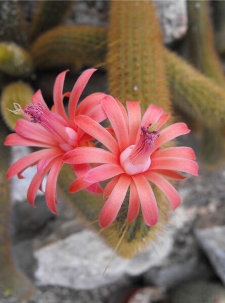 Fájl:Cleistocactus winteri subsp winteri-000.jpg