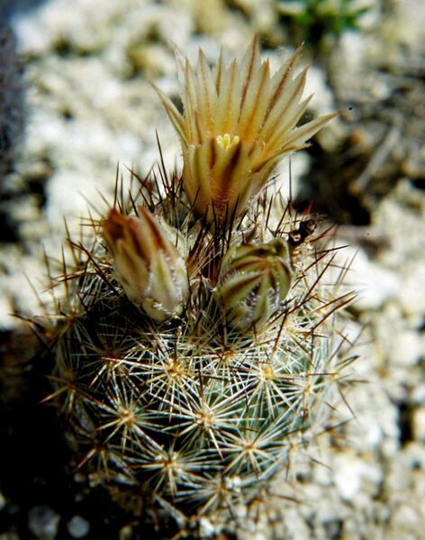 Fájl:Escobaria emskoetteriana-002.jpg