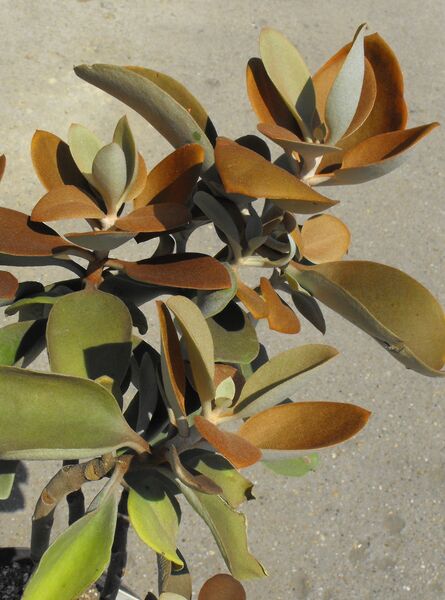 Fájl:Kalanchoë orgyalis-000.jpg