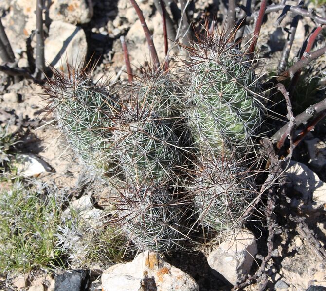 Fájl:Neolloydia conoidea-005.jpg