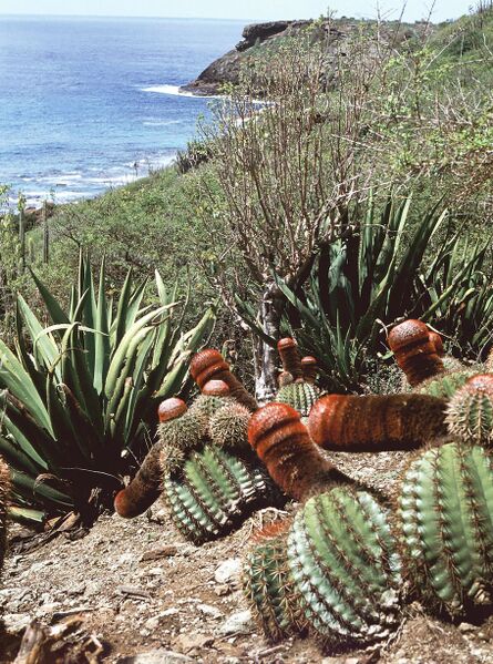 Fájl:Pozsgáslap 076-000.jpg