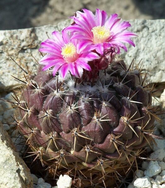 Fájl:Thelocactus conothelos subsp conothelos-3.jpg